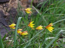 Tulipa_sylvestris_ssp_australis_Portillo_de_la_Reina_Picos_de_Europa-min